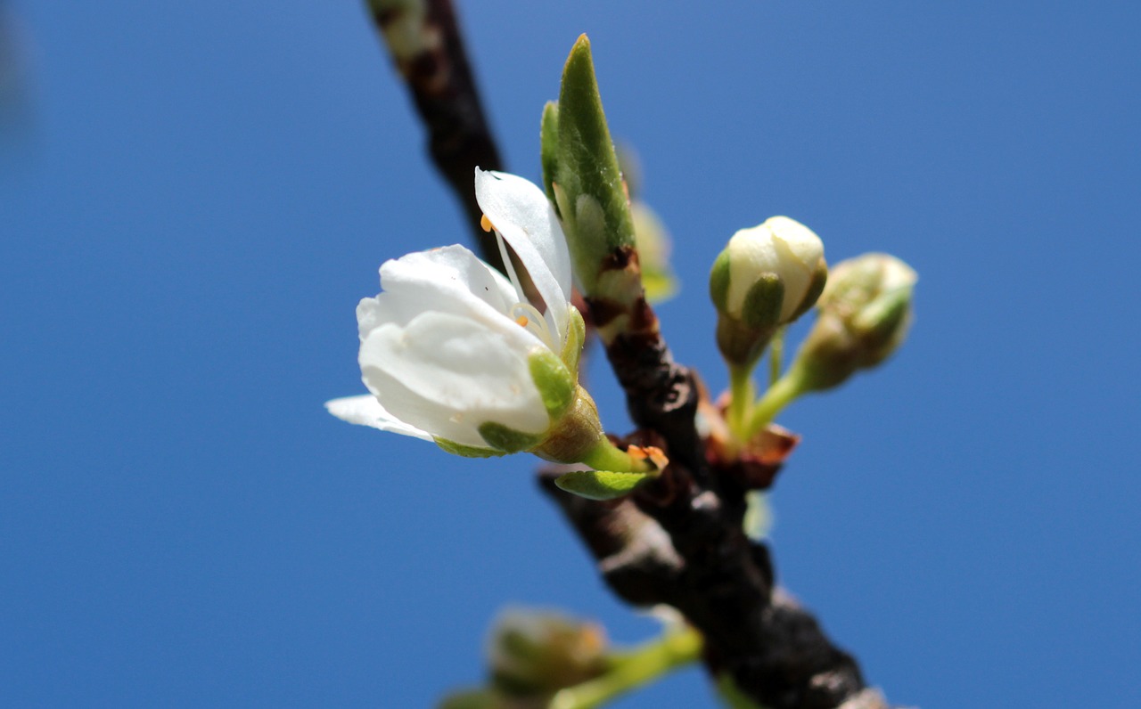 bud flowers plum blossoms free photo