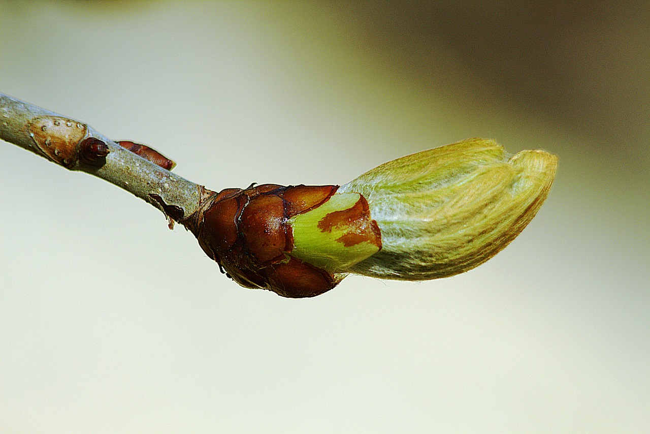 bud spring close free photo