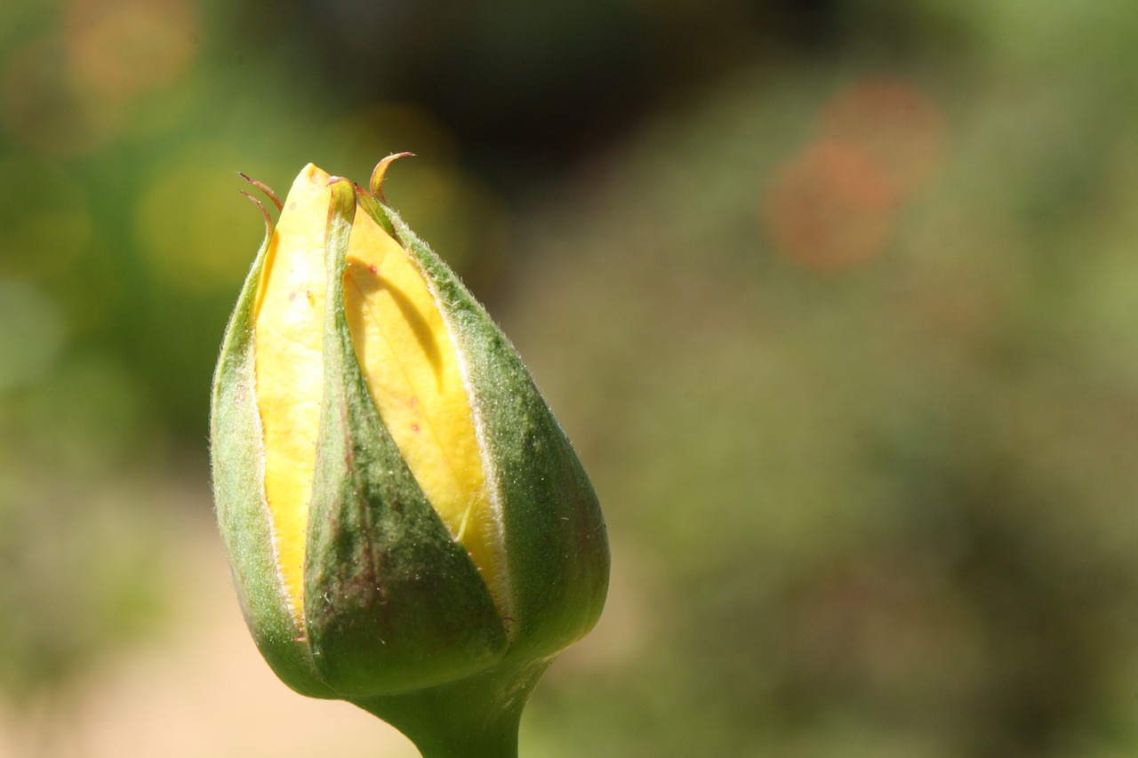 bud yellow yellow rose free photo