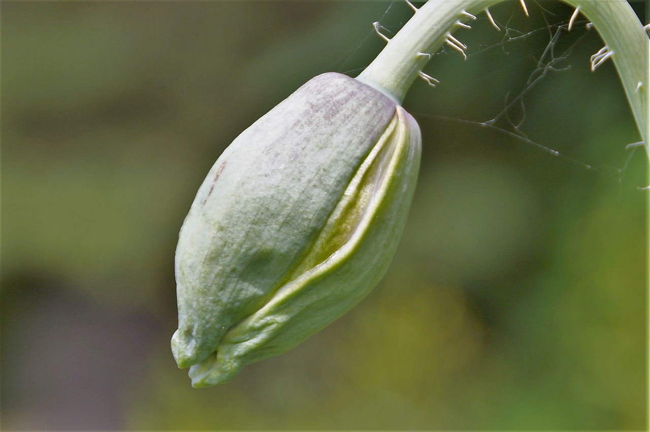 bud poppy plant free photo