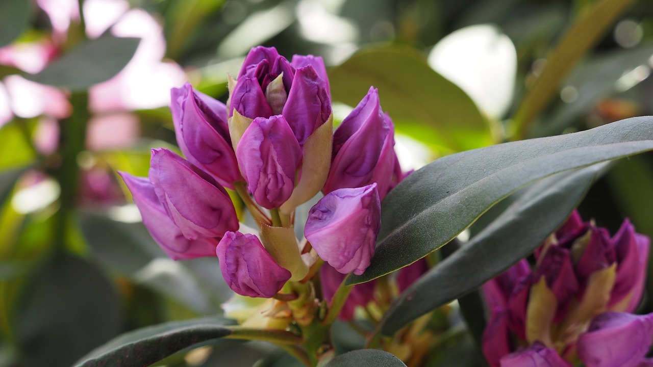 bud rhododendron flower free photo