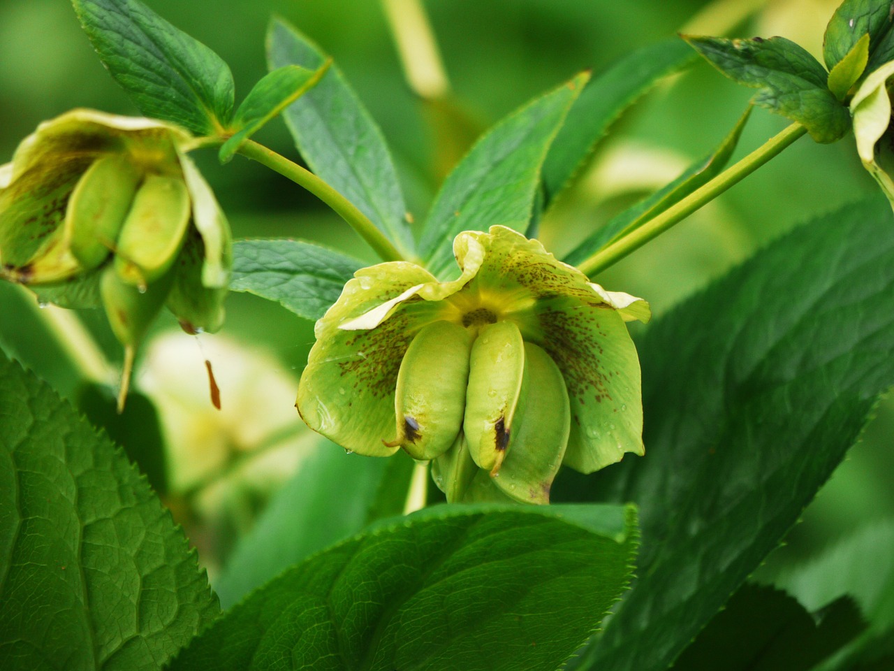 bud spring spurge free photo