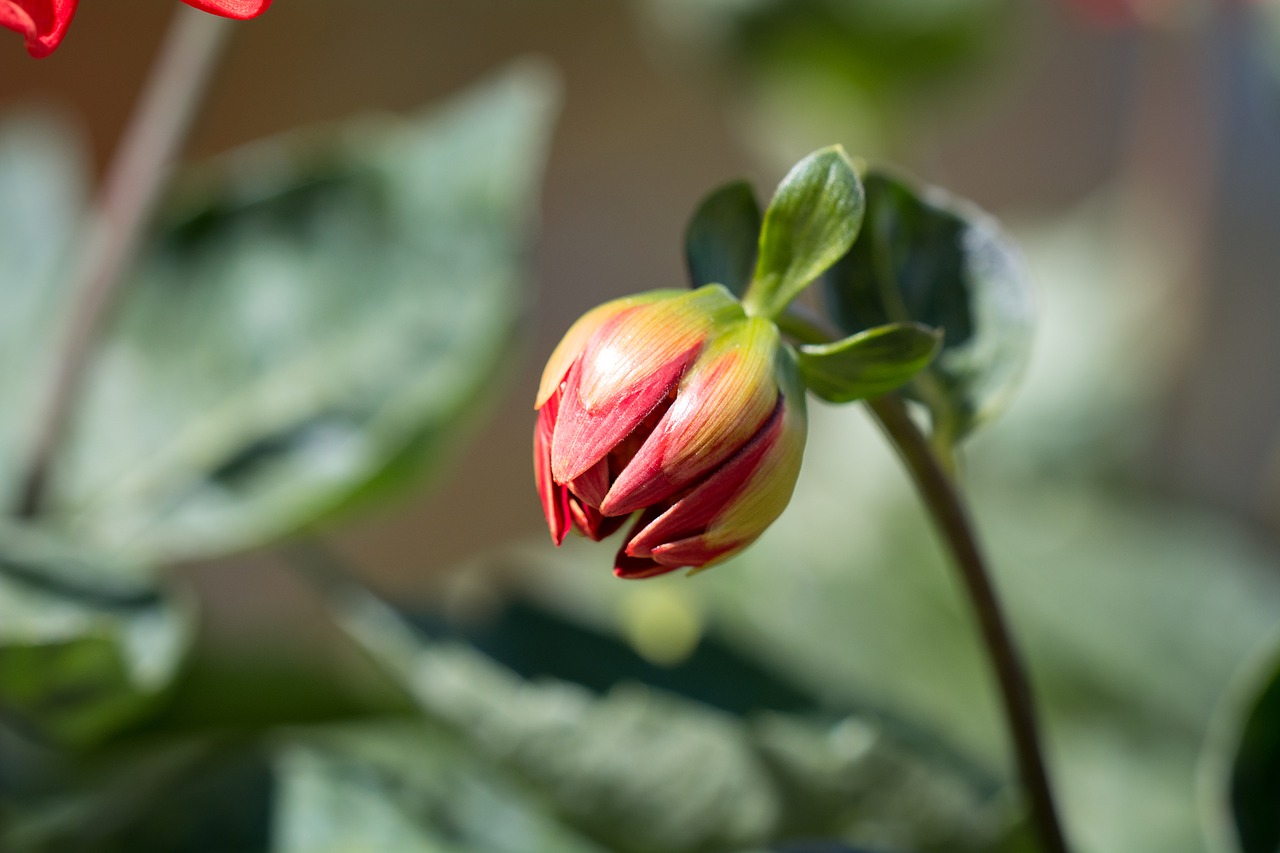 bud flower orange free photo