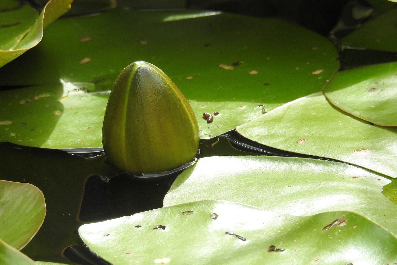 bud water lily nuphar lutea free photo