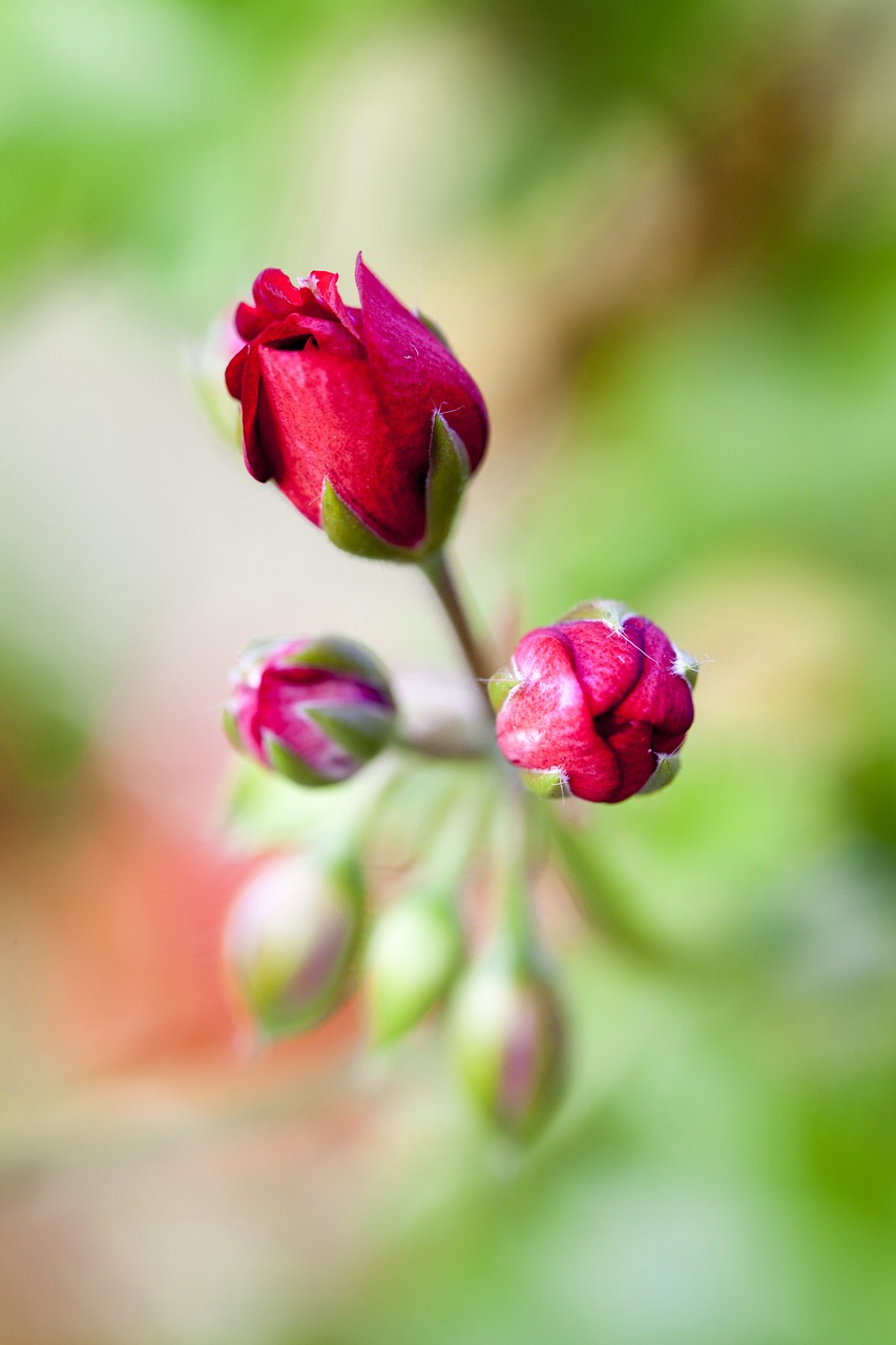 bud red flower summer free photo