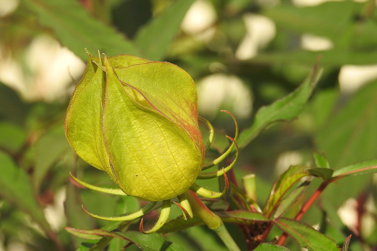 bud hibiscus bud green free photo