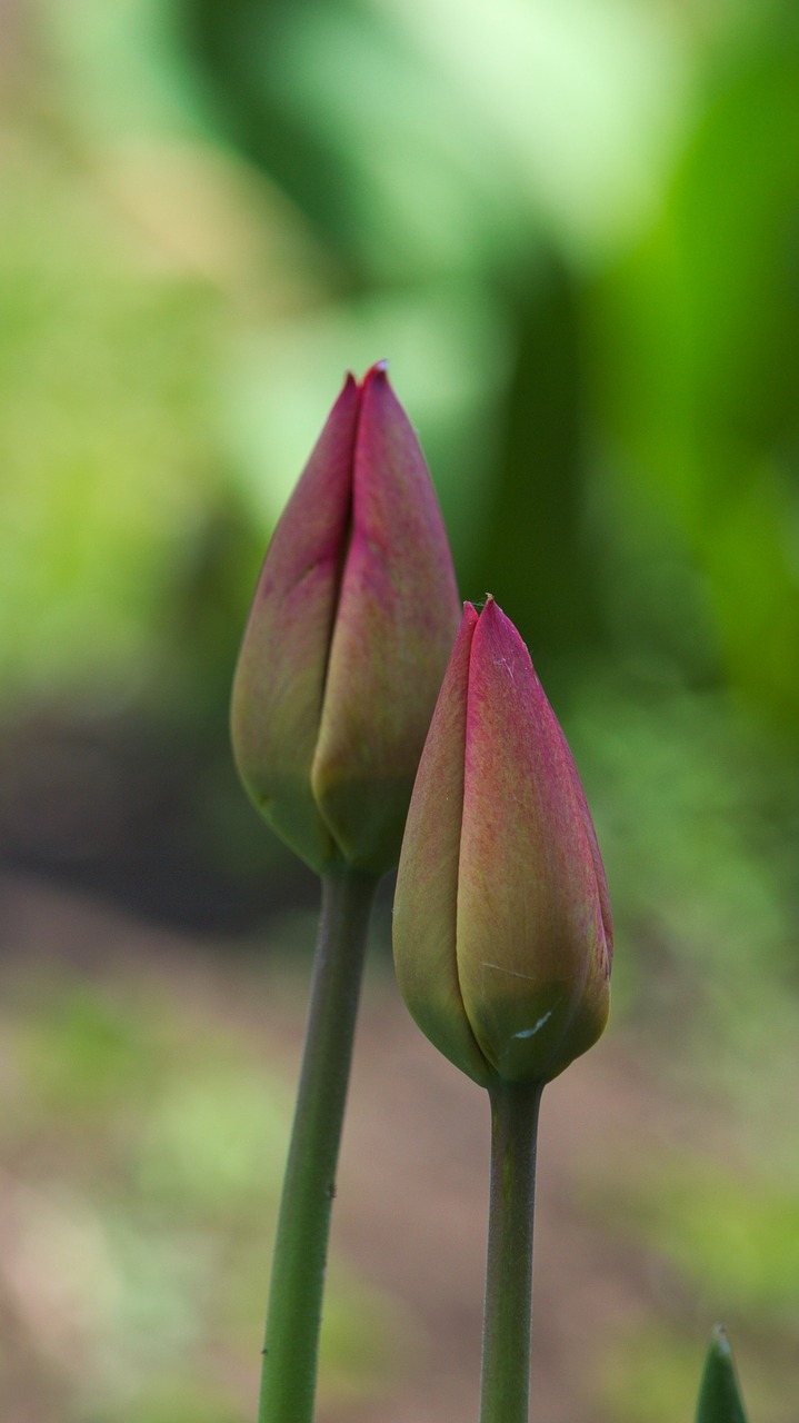 bud flowers nature free photo