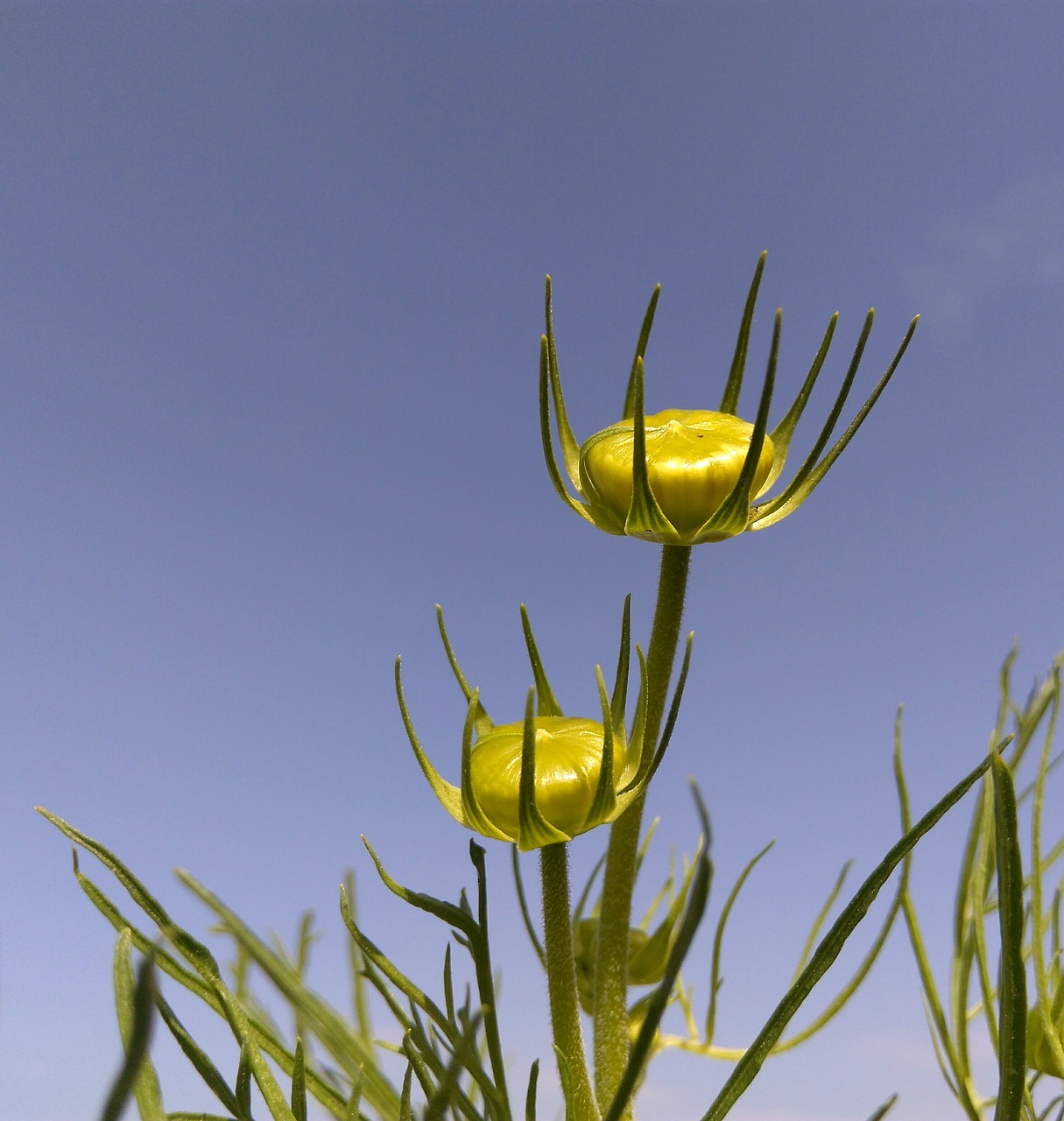 bud flower garden free photo