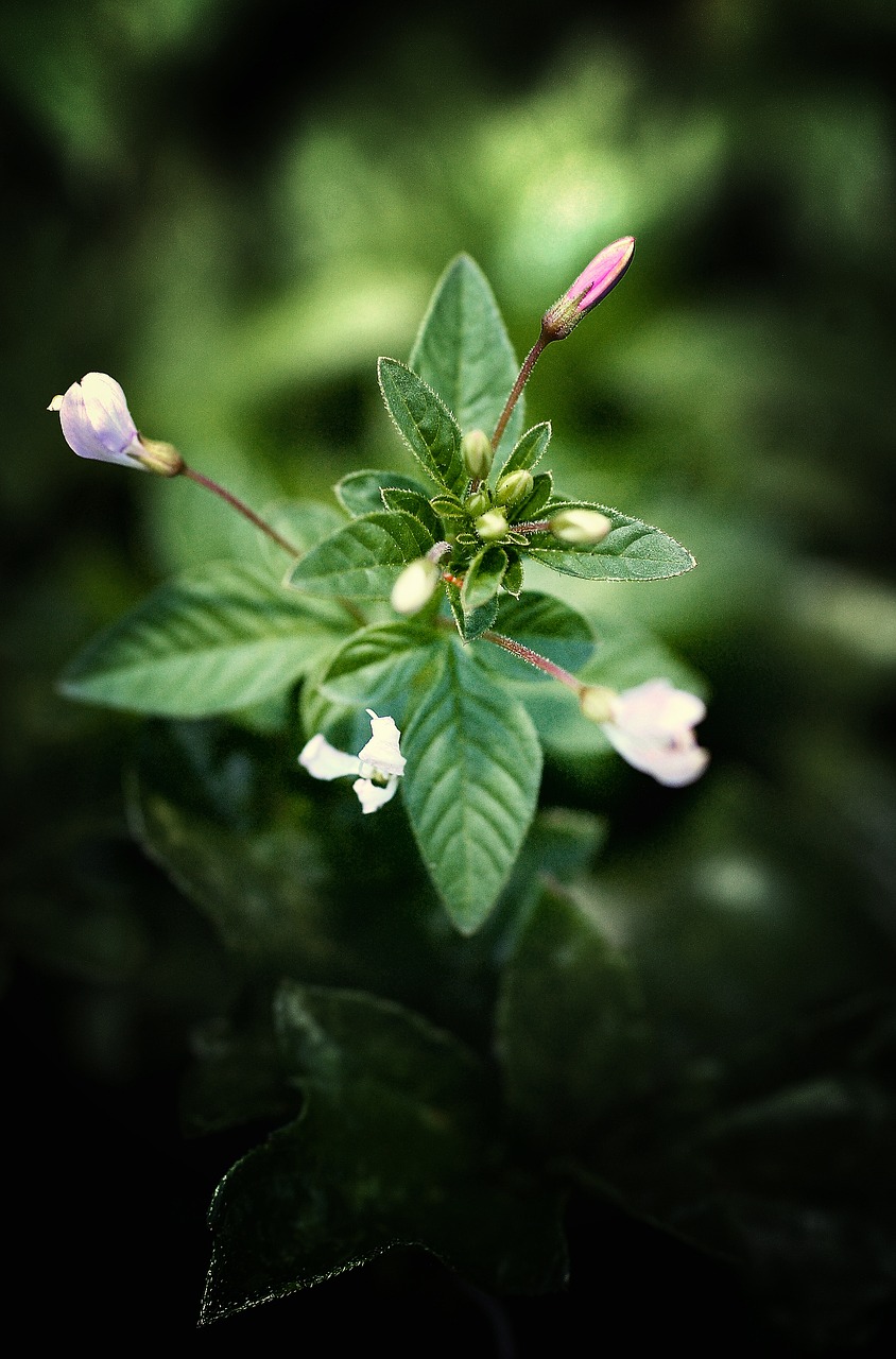 bud green plant free photo