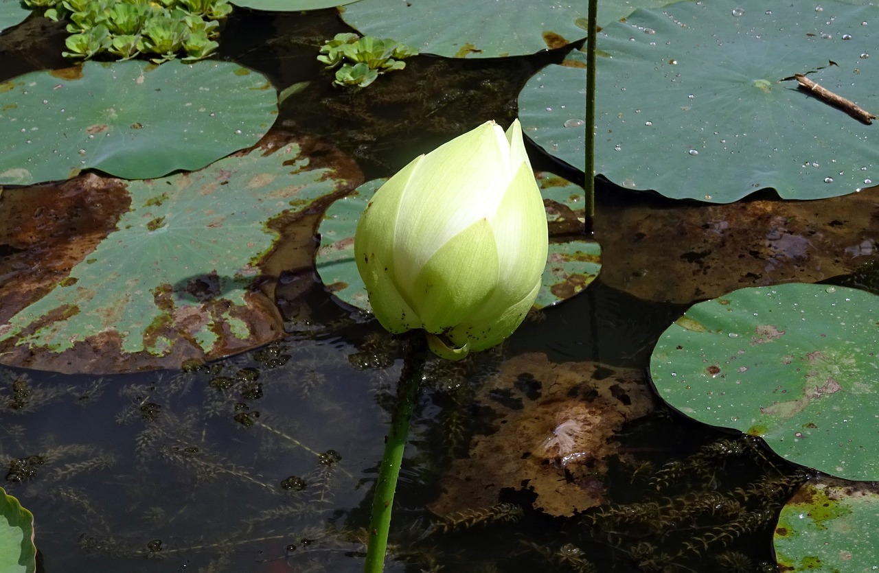 bud flower lotus free photo