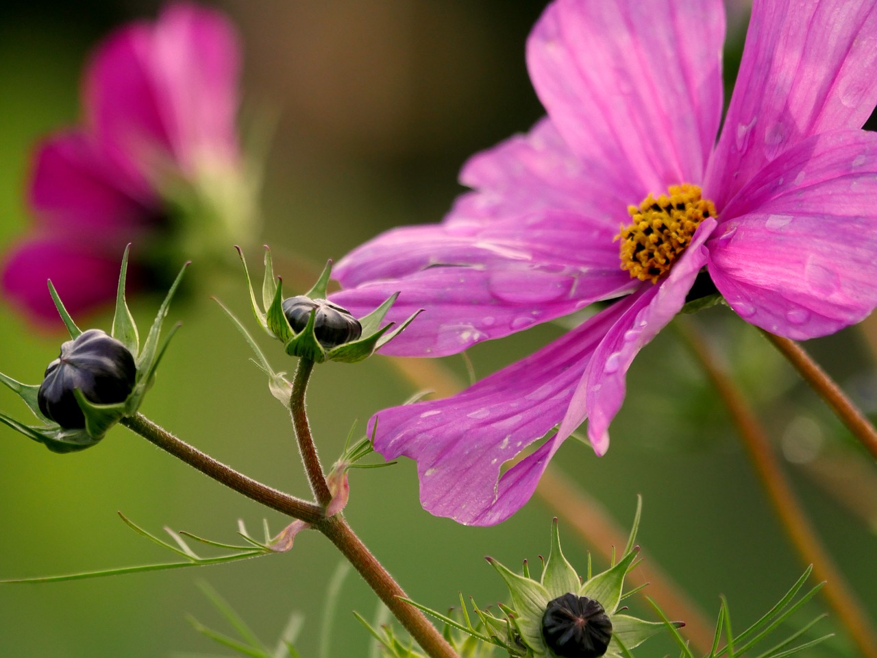 bud cosmos pink free photo