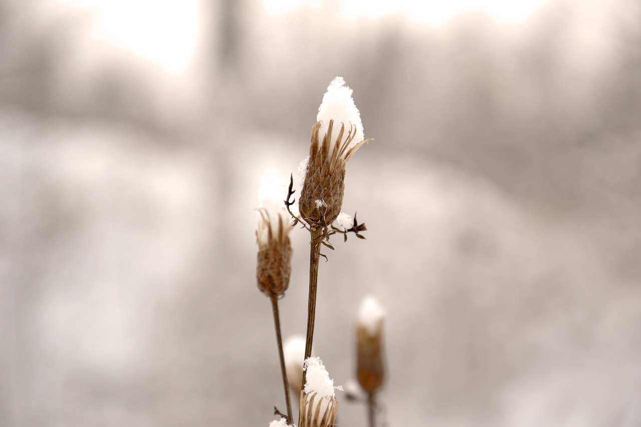 bud winter frost free photo