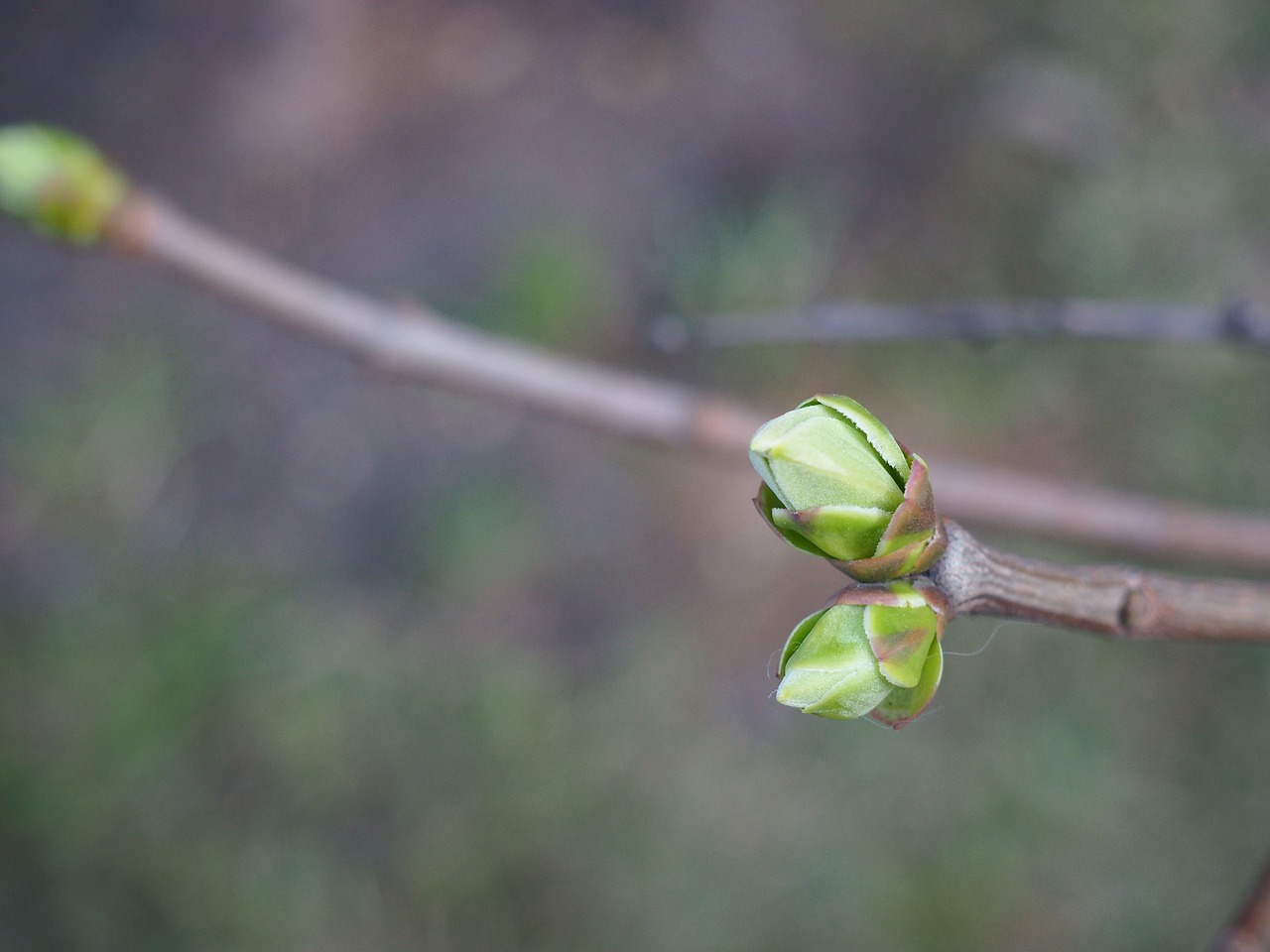 bud green branch free photo