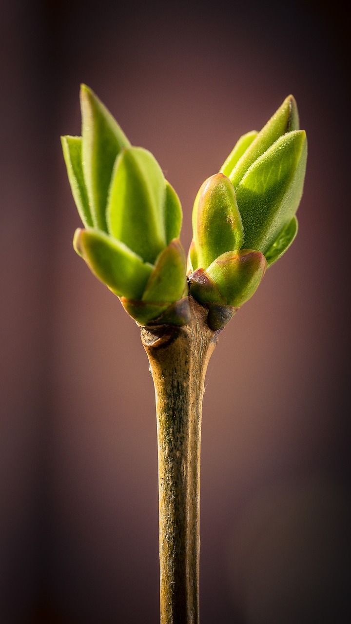 bud spring macro free photo