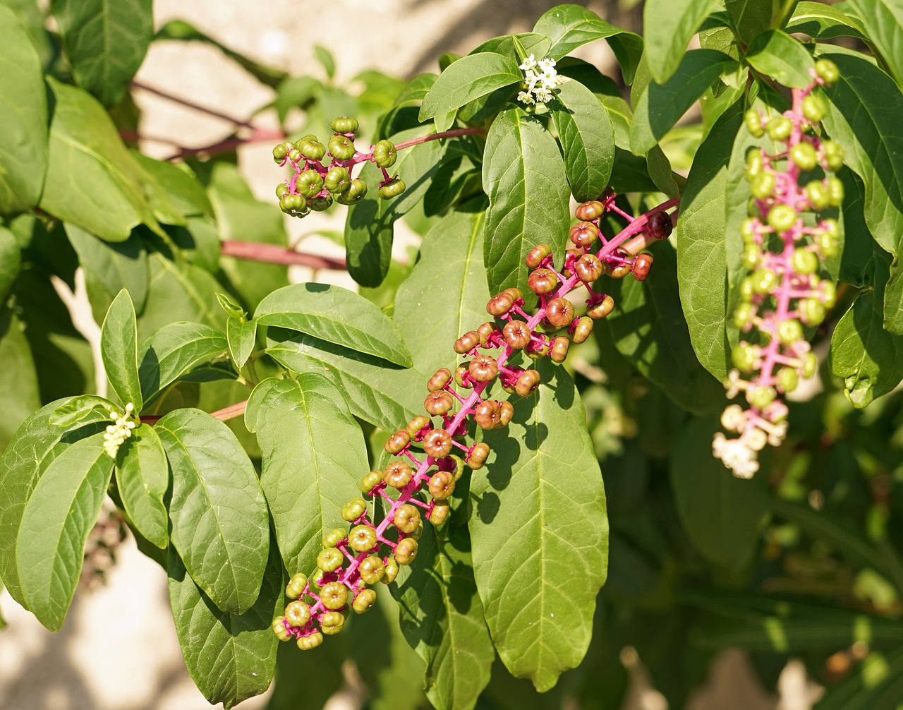 bud green leaves free photo