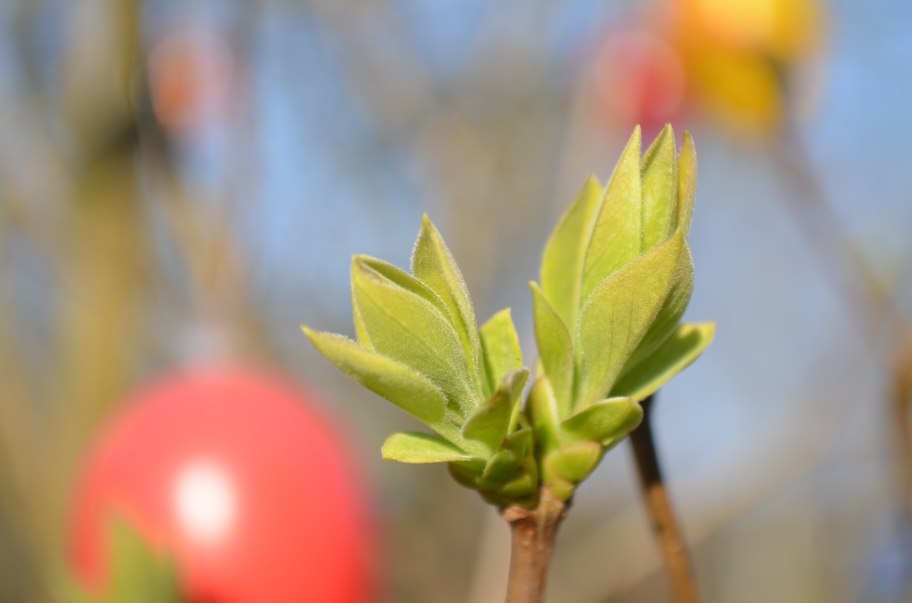 bud spring easter free photo