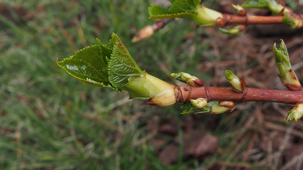 bud spring blooms free photo