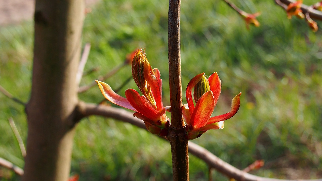 bud clone spring free photo