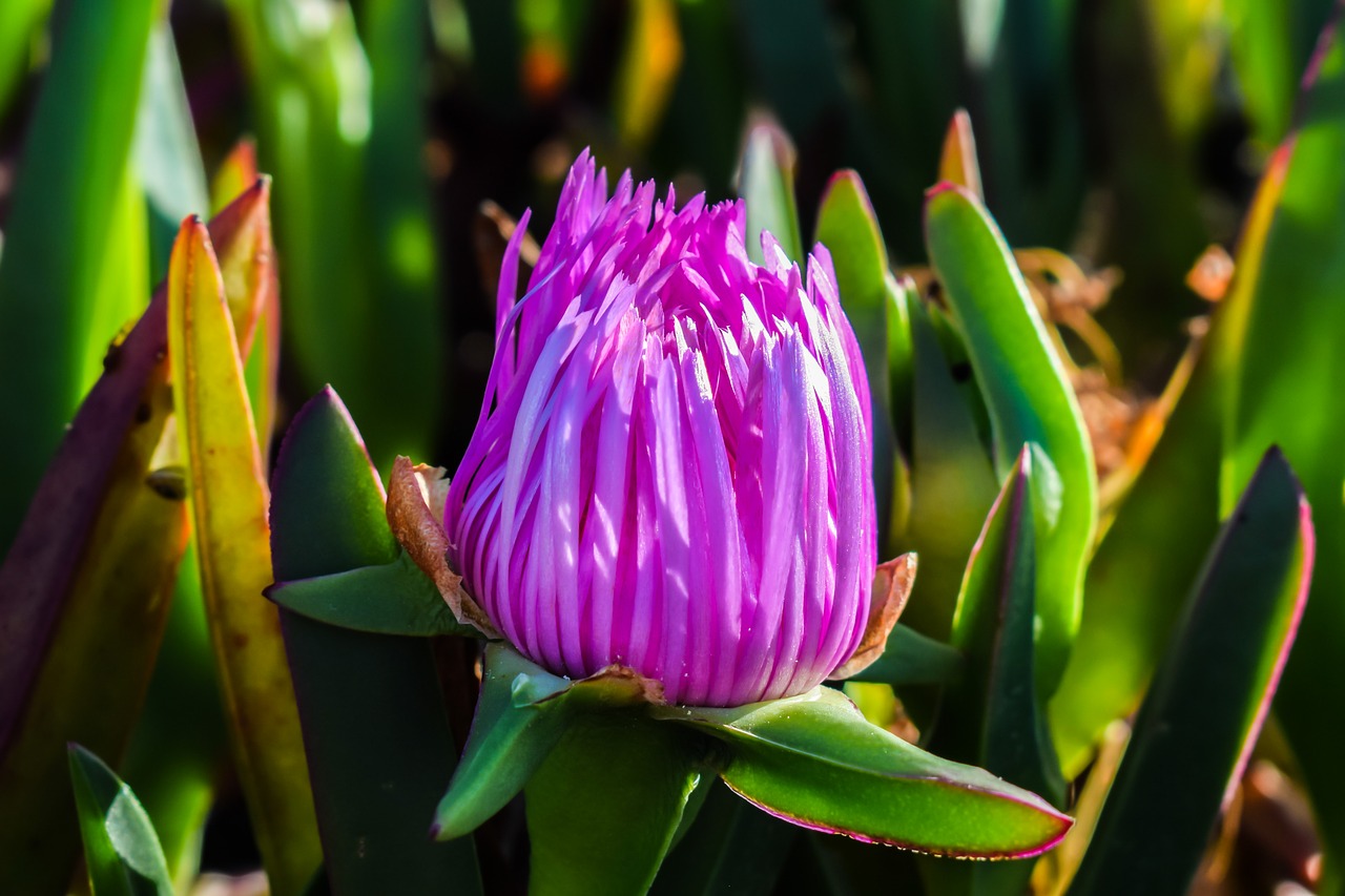 bud flower ammophilous free photo