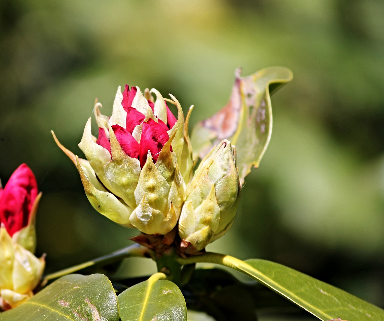 bud rhododendron flower bud free photo