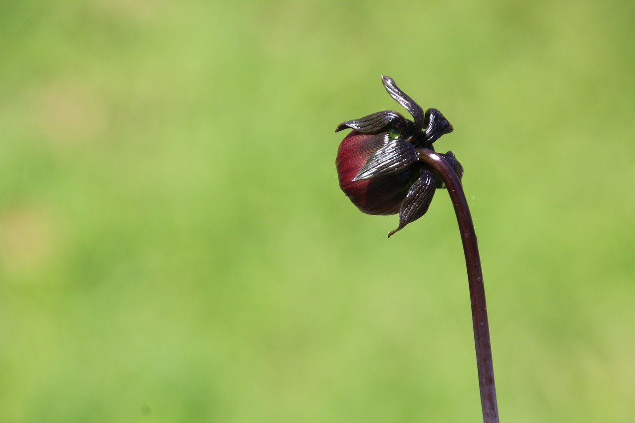 bud red flower free photo