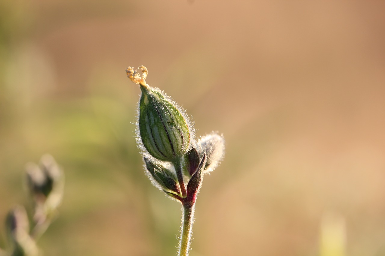 bud plant nature free photo