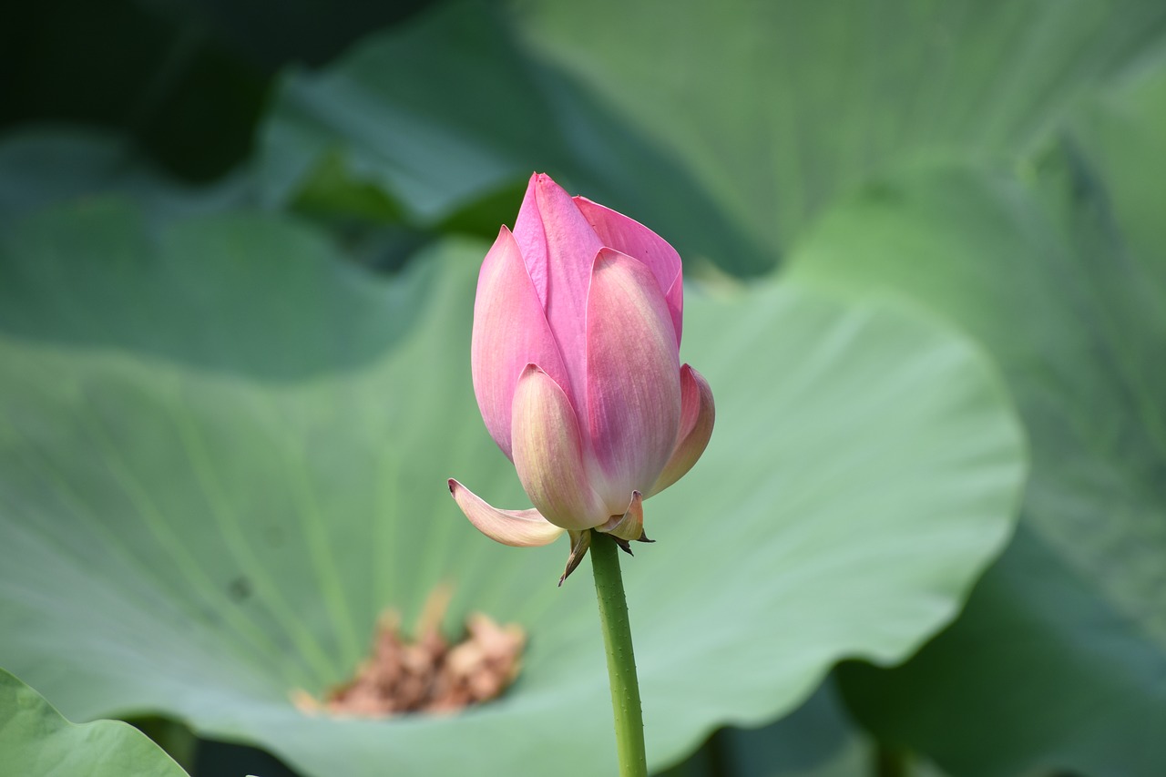 bud lotus close-up free photo