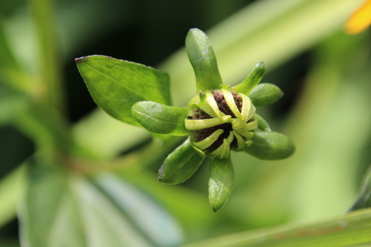 bud yellow plant free photo