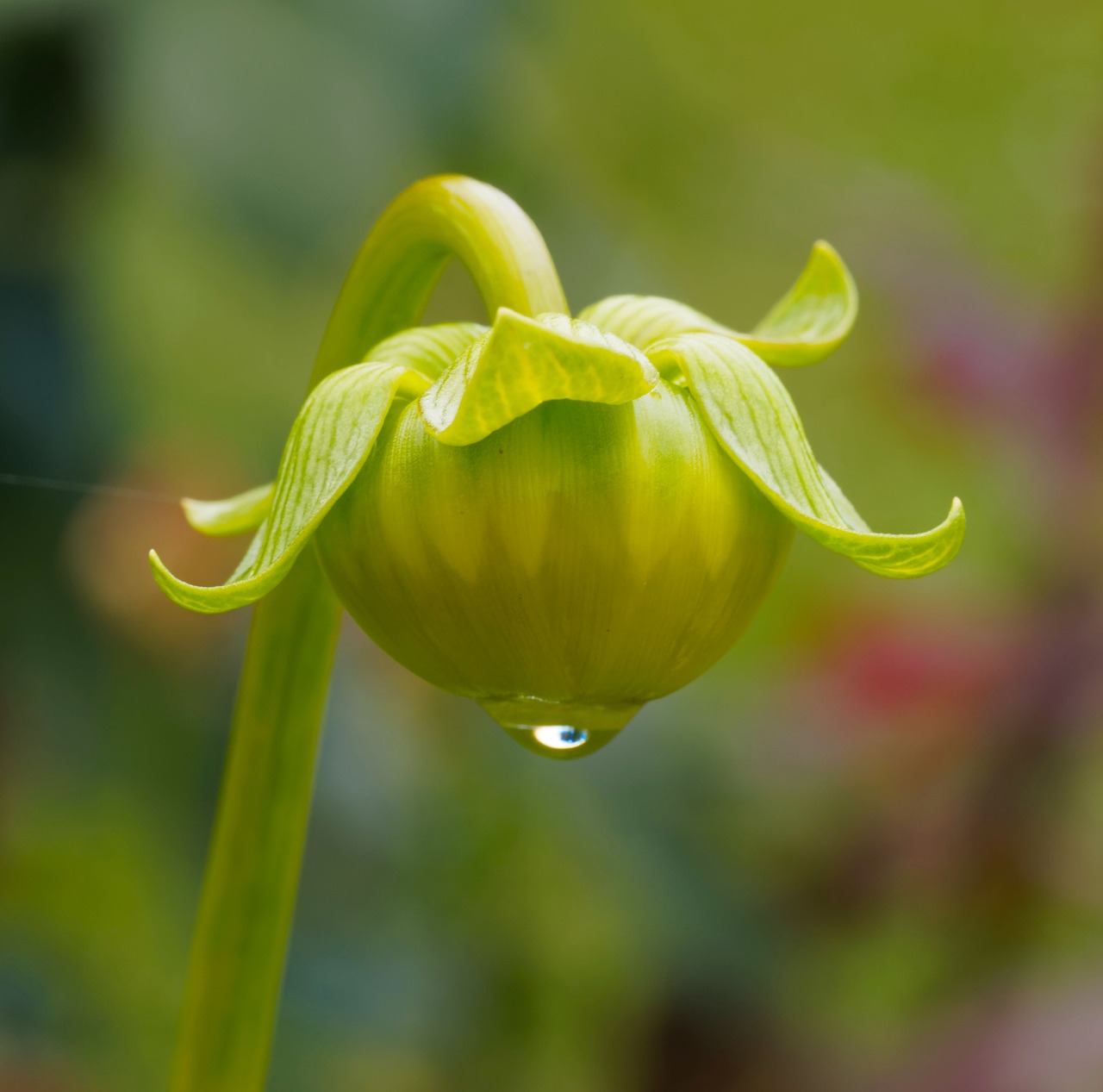 bud dahlia drop free photo