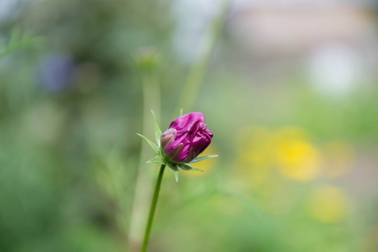 bud flower plant free photo