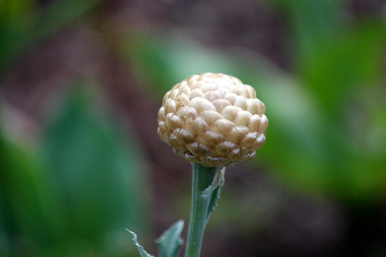 bud bloom plant free photo