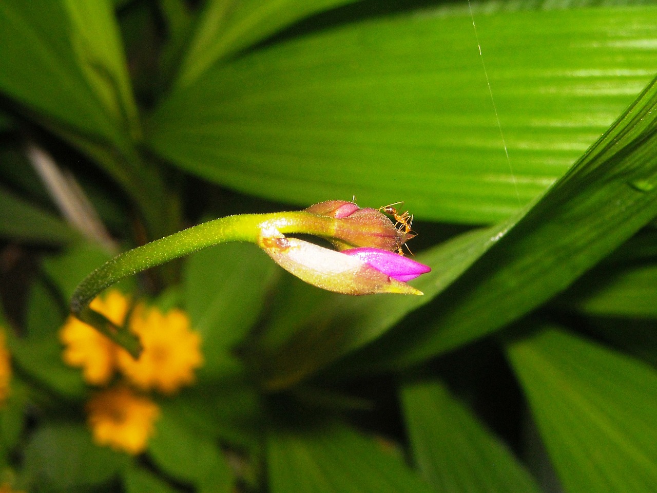 bud flowers plant free photo