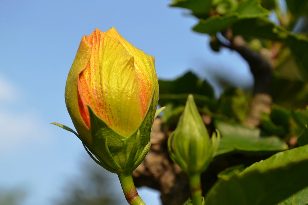 bud yellow blossom free photo