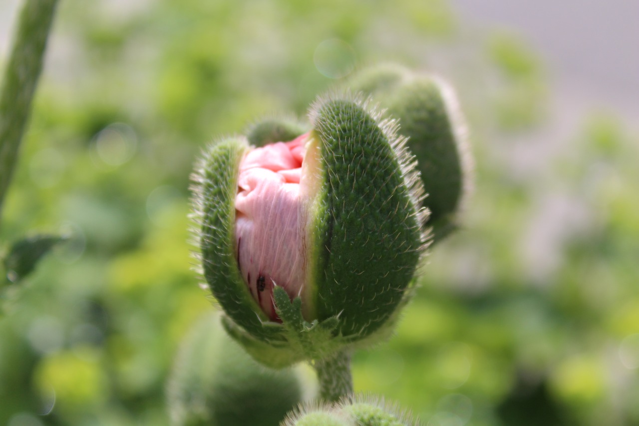 bud soft pink poppy free photo