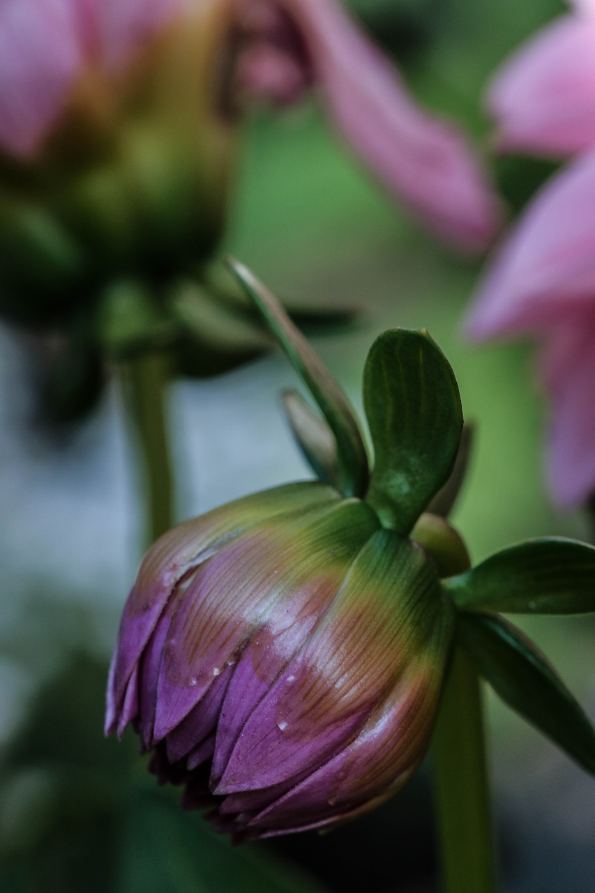 bud flower garden flower free photo