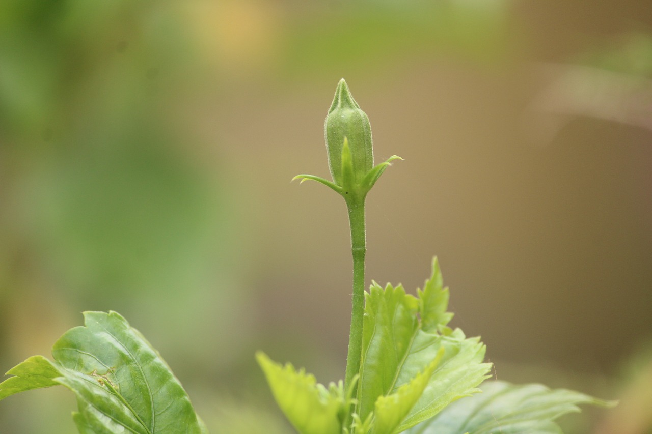 bud green plant free photo