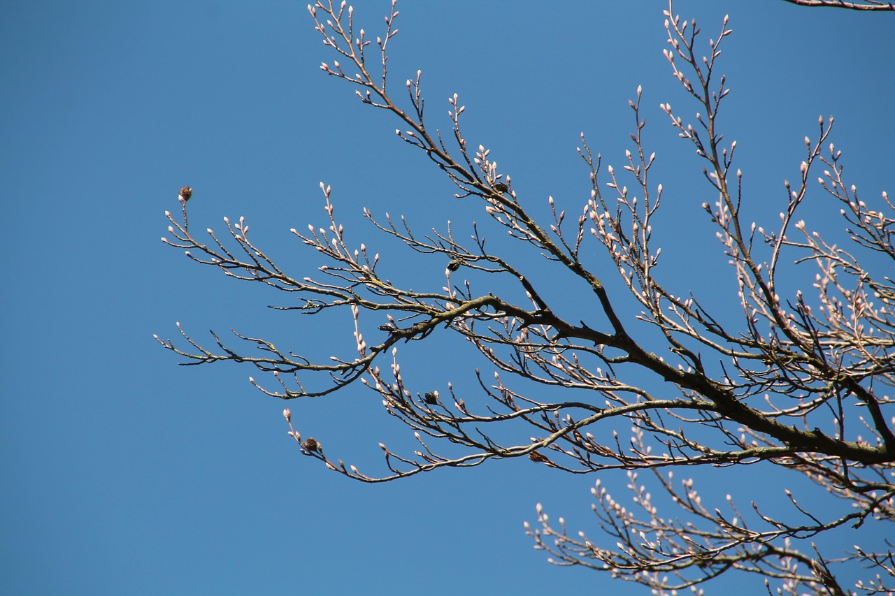 bud spring chestnut free photo