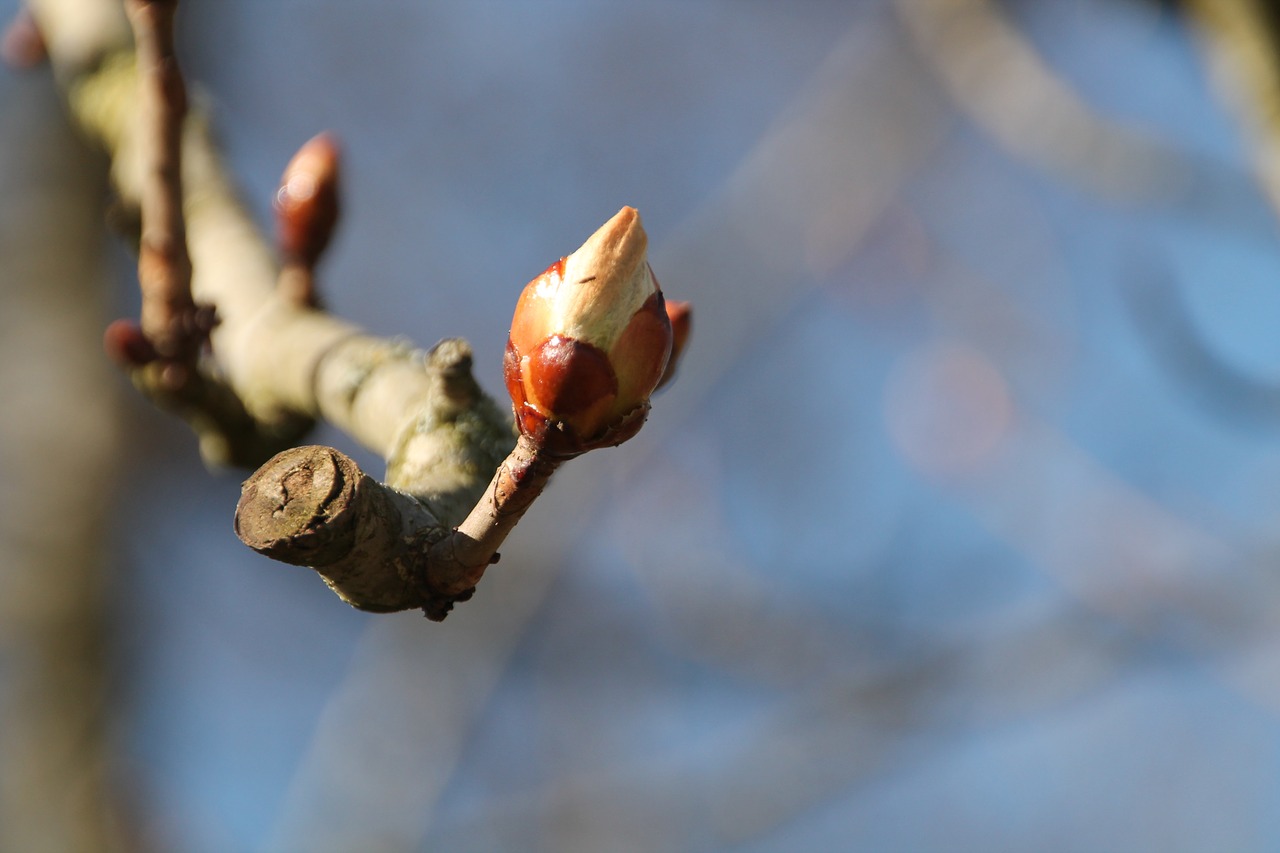 bud spring chestnut free photo