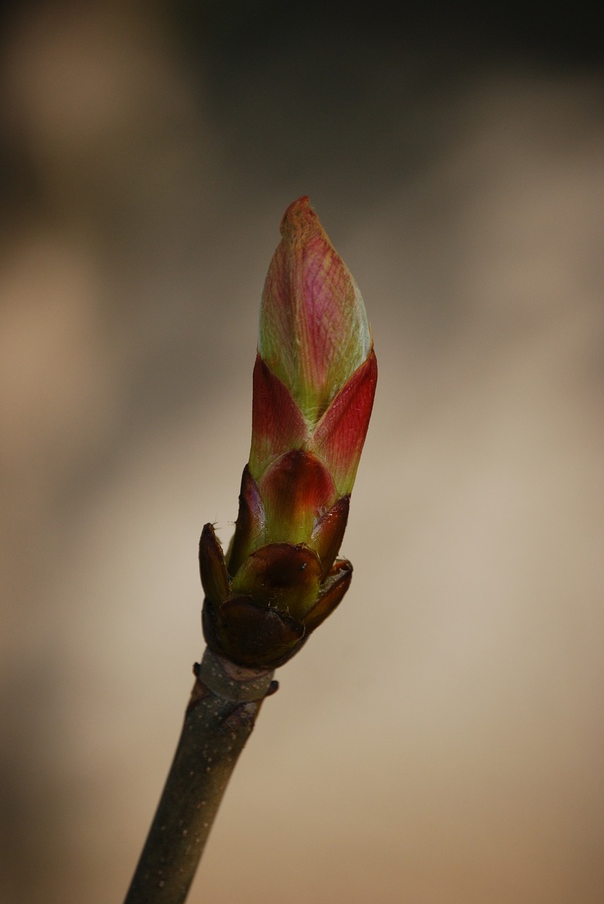 bud spring branch free photo