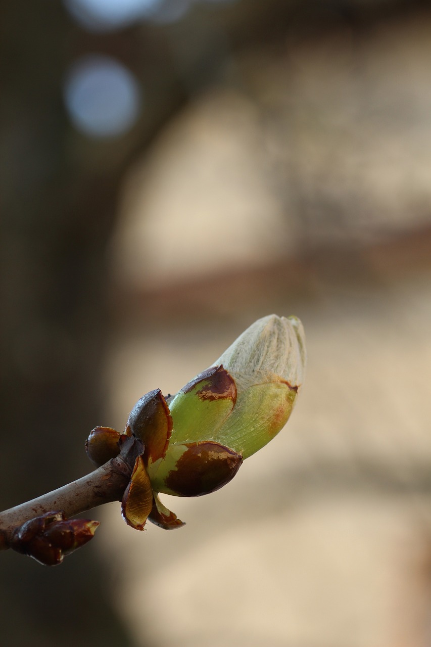 bud spring branch free photo