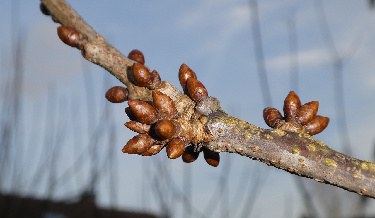 bud nature tree free photo