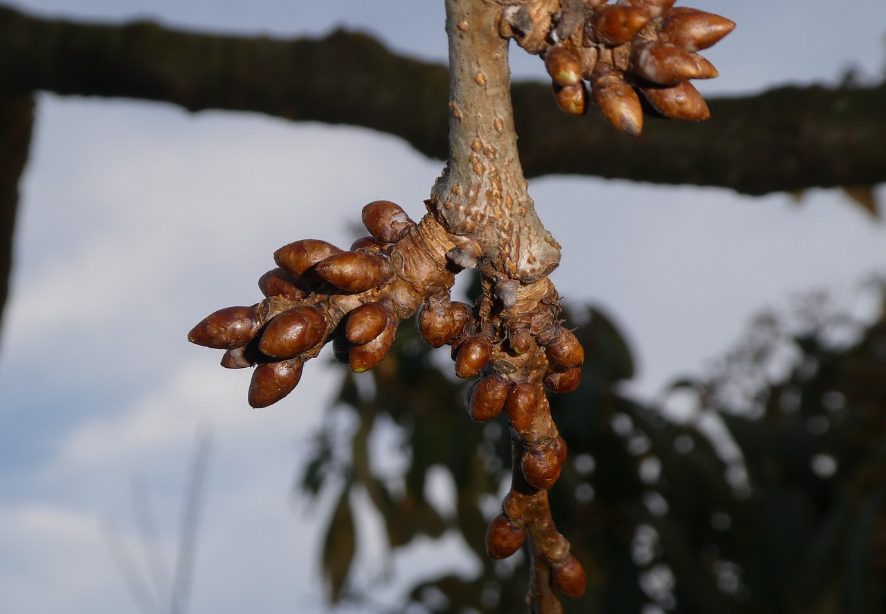 bud nature tree free photo