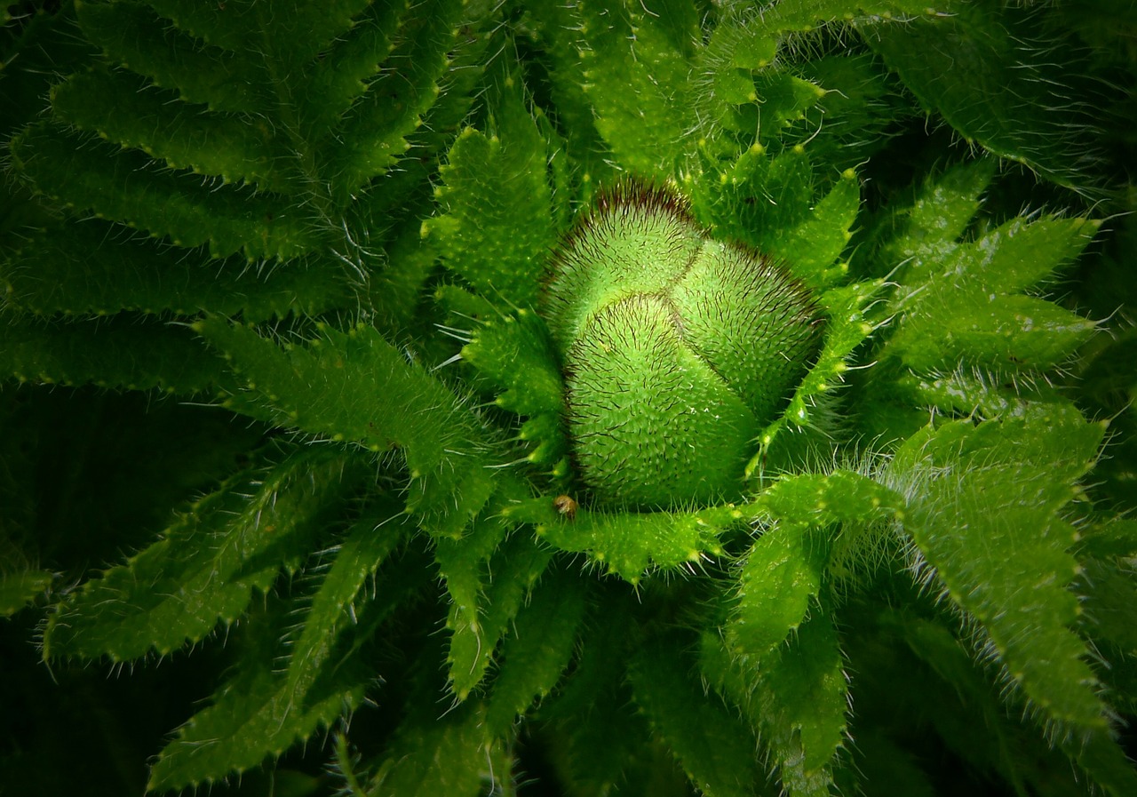 bud plant poppy free photo