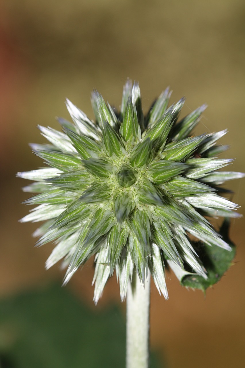 bud plant blossom free photo