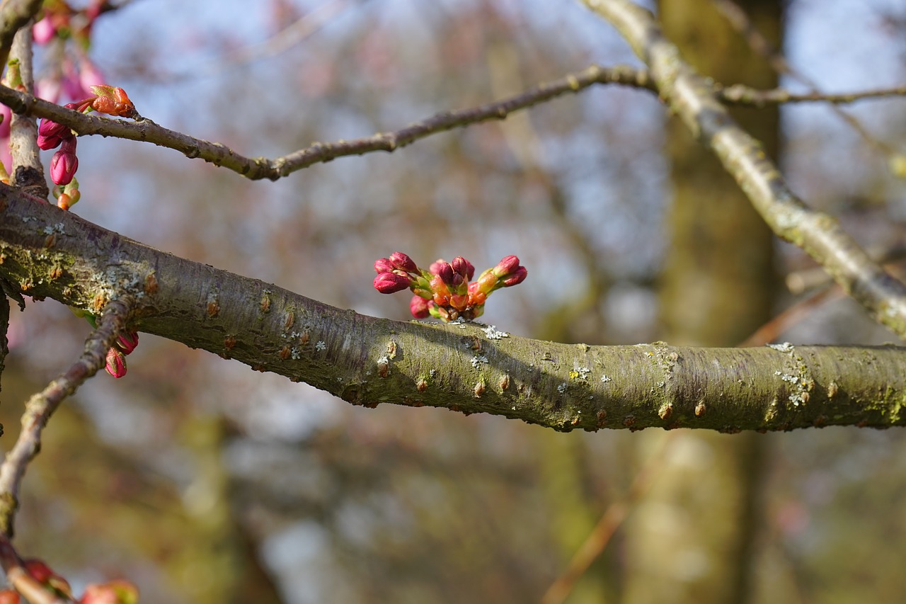 bud shoots spring free photo