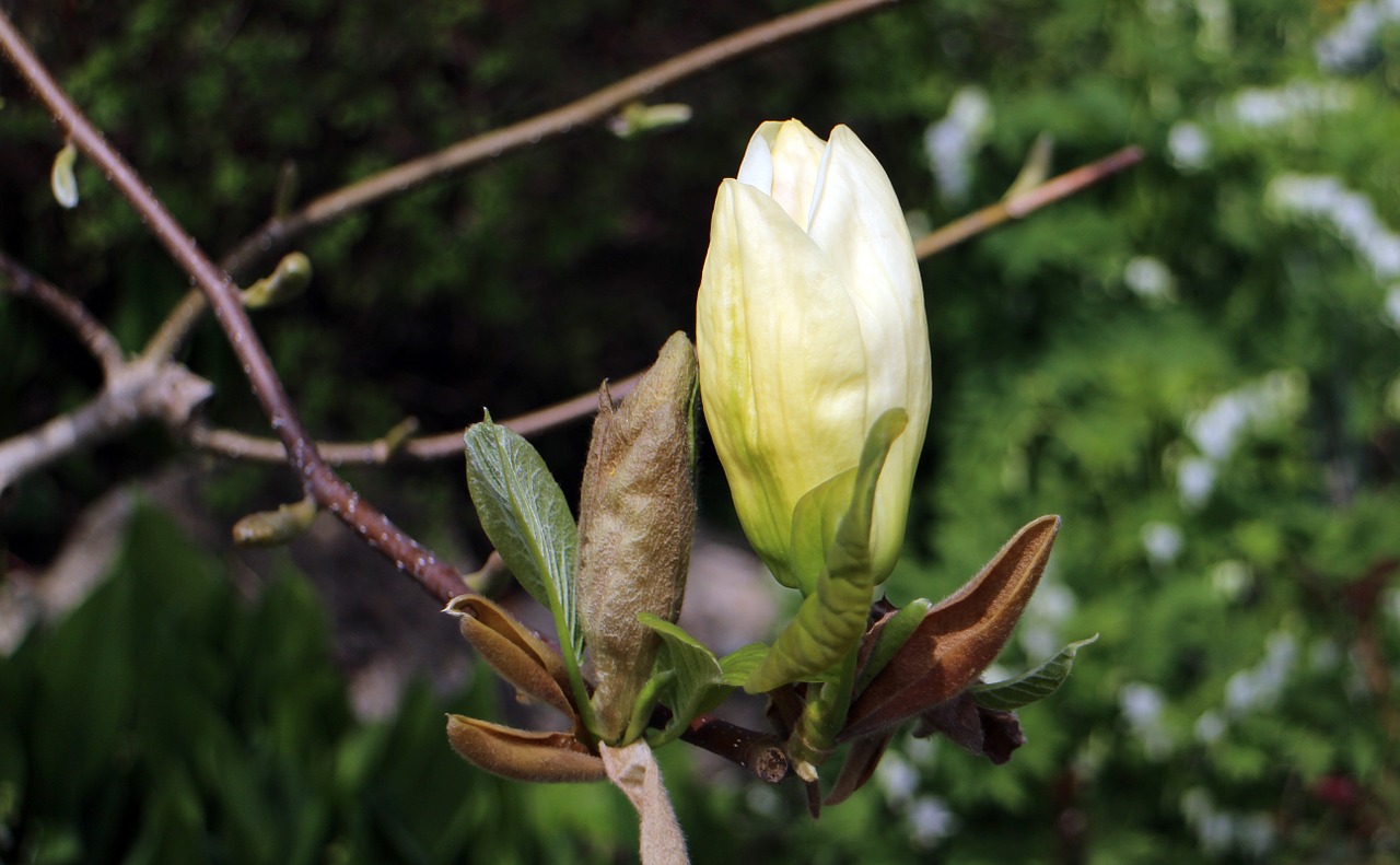 bud blossom bloom free photo