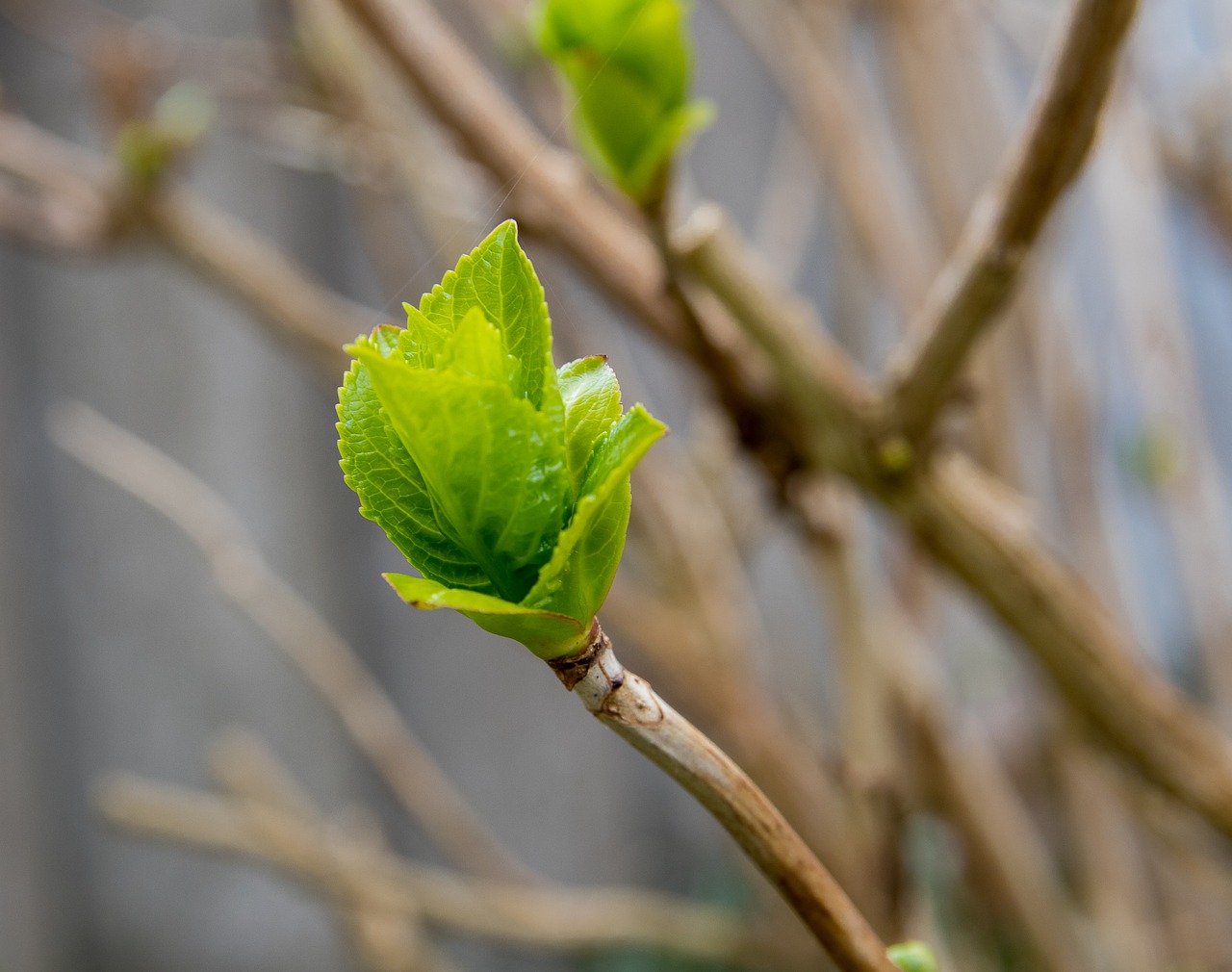 bud  bush  spring free photo