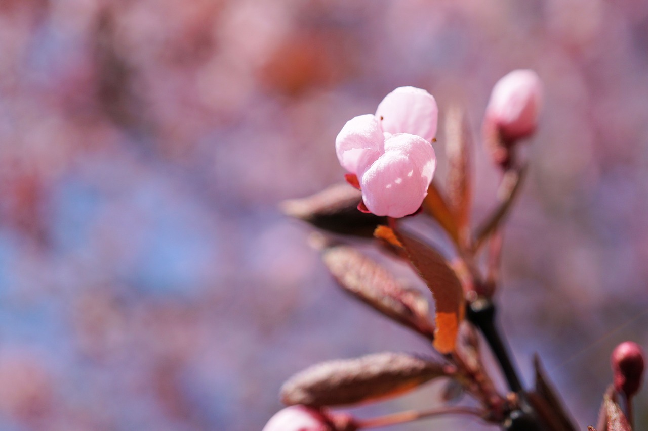 bud  cherry blossom  cherry flower free photo