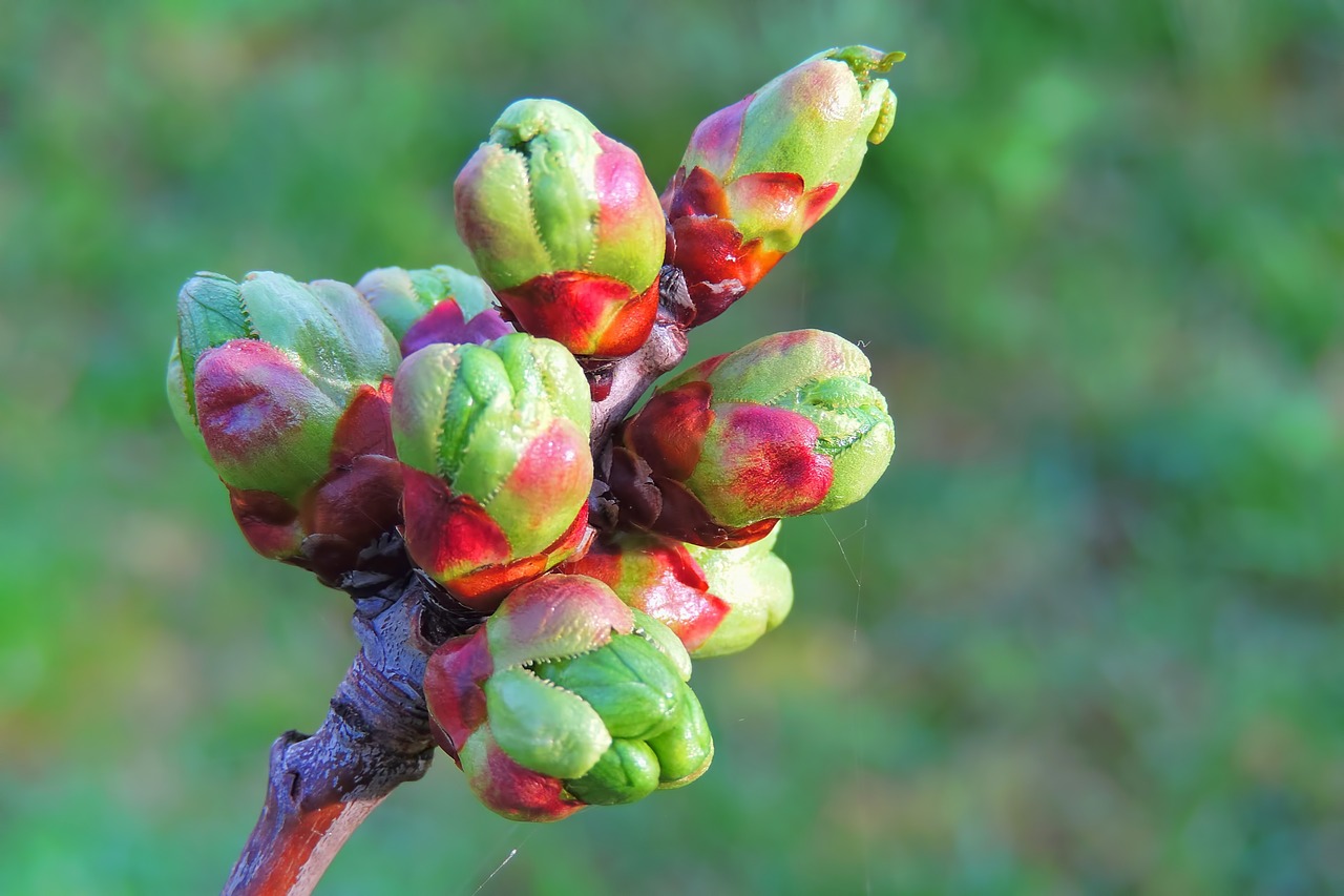 bud  cherry tree  nature free photo