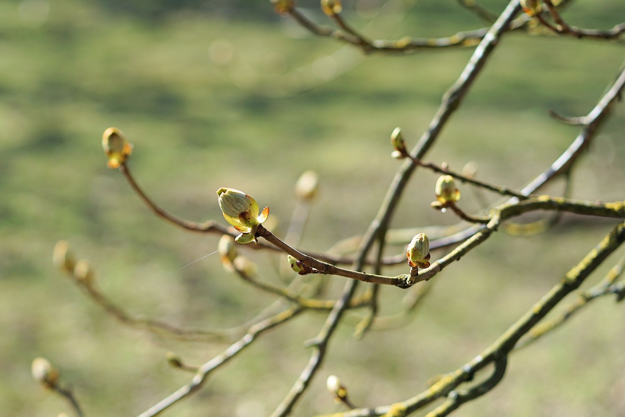 bud  branch  shoots free photo